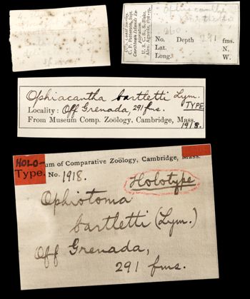 Media type: image;   Invertebrate Zoology OPH-1918 Aspect: labels
